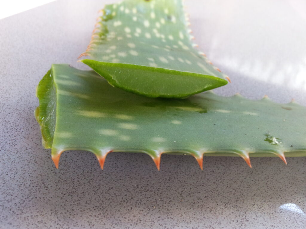 Aloe Vera leaf sliced across to show the area get the gel from for skin sunburned in loss of ozone