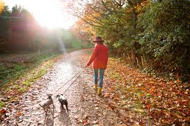 Woman walking dogs with fall in the air and leaves on the trees learning about UPF clothing will prepare you for becoming an expert for UPF clothing.